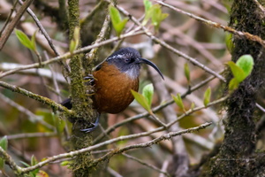 Slender-billed-Scimitar-Babbler-(Pomatorhinus-superciliaris)