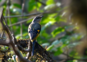 short-billed-Minivet-(Pericrocotus-brevirostris)