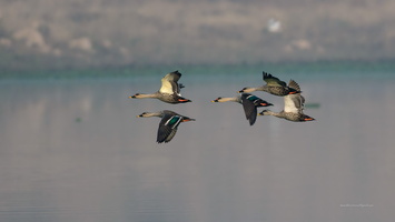 Spot-billed-Duck-(Anas-poecilorhyncha)07
