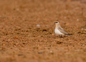 Small-Pratincole-(Glareola-lactea)