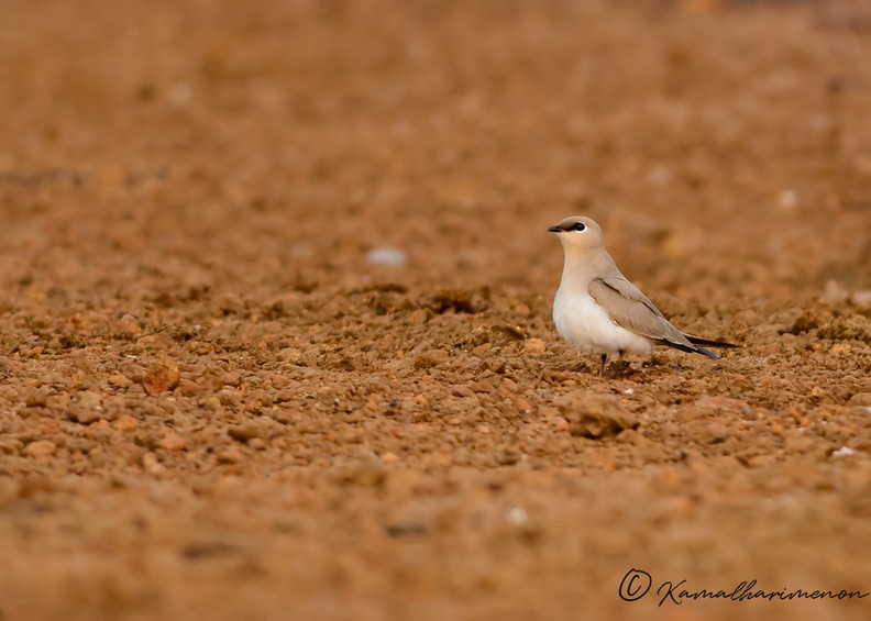 Small-Pratincole-(Glareola-lactea).jpg