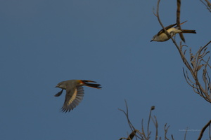 Small-Minivet-(Pericrocotus-cinnamomeus)04