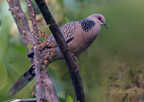 Spotted-Dove-(Streptopelia-chinensis)