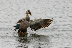 Spot-billed-Duck-(Anas-poecilorhyncha)08