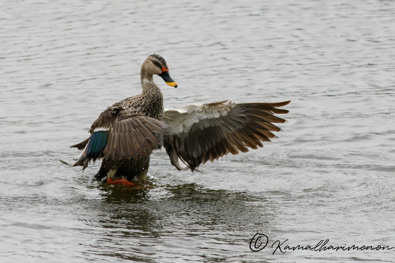 Spot-billed-Duck-(Anas-poecilorhyncha)08.jpg