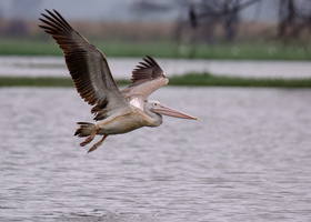 Spot-billed-pelican-(Pelecanus-philippensis)