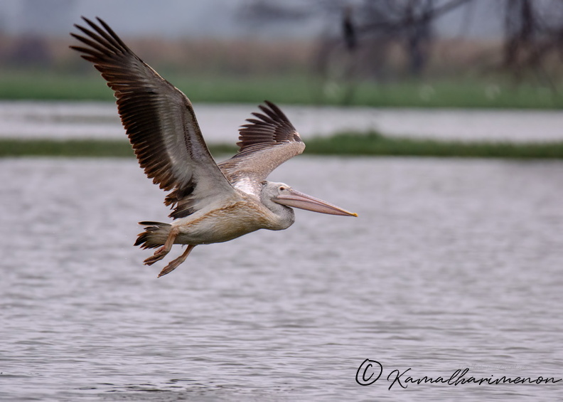 Spot-billed-pelican-(Pelecanus-philippensis).jpg