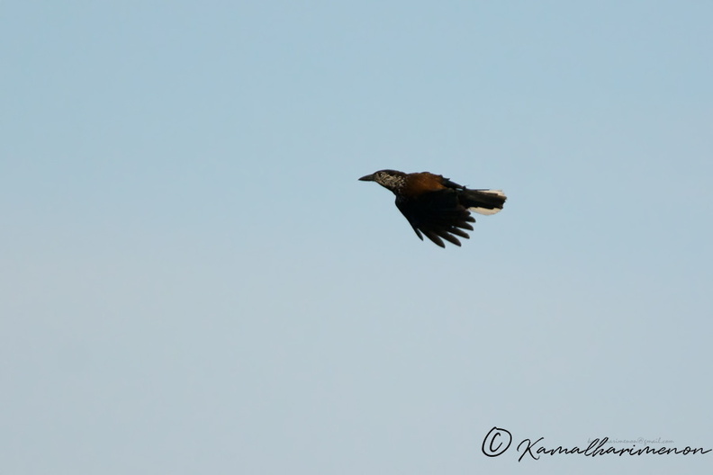 Spotted-Nutcracker-(Nucifraga-caryocatactes).jpg