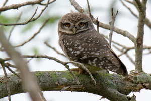 Spotted-Owlet-(Athene-brama)05