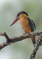 Stork-billed-kingfisher-(Pelargopsis-capensis)01