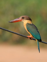 Stork-billed-kingfisher-(Pelargopsis-capensis)