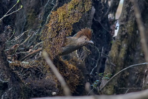 Striated-Laughingthrush-(Grammatoptila-striata)