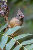 stripe-throated-yuhina-(Yuhina-gularis)01