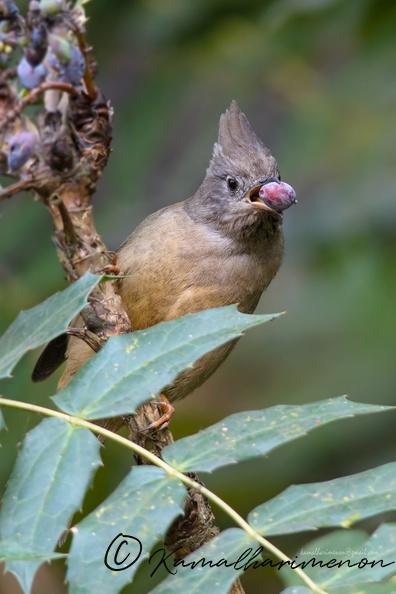 stripe-throated-yuhina-(Yuhina-gularis)01.jpg