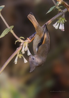 stripe-throated-yuhina-(Yuhina-gularis)0q2