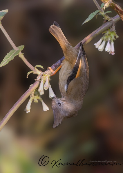 stripe-throated-yuhina-(Yuhina-gularis)0q2.jpg