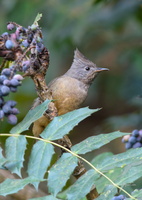 stripe-throated-yuhina-(Yuhina-gularis)