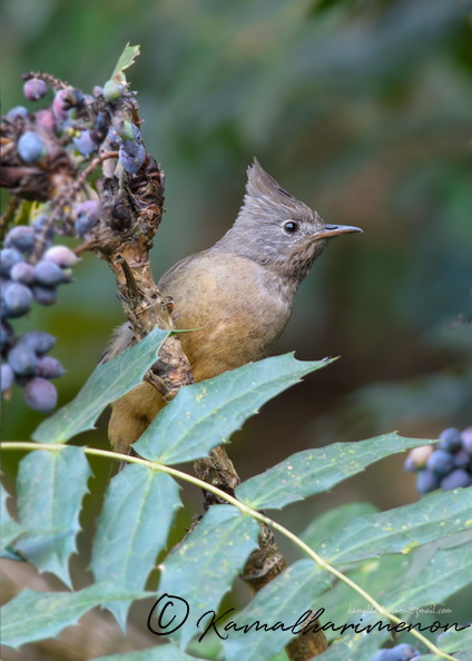 stripe-throated-yuhina-(Yuhina-gularis).jpg