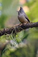 stripe-throated-yuhina-(Yuhina-gularis)05