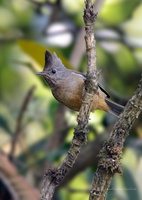 stripe-throated-yuhina-(Yuhina-gularis)04