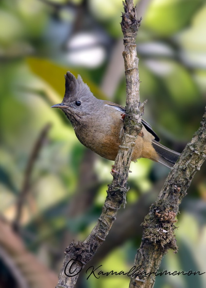 stripe-throated-yuhina-(Yuhina-gularis)04.jpg