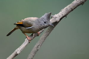 stripe-throated-yuhina-(Yuhina-gularis)06