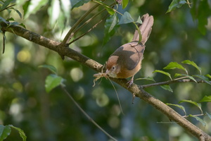 Tawny-bellied-Babbler-(Dumetia-hyperythra)05