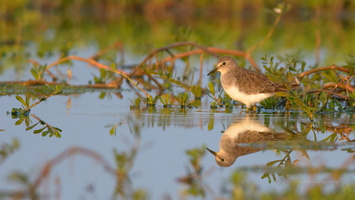 Temminck's-Stint,-(Calidris-temminckii)