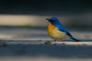 Tickell's-Blue-Flycatcher-(Cyornis-tickelliae)08