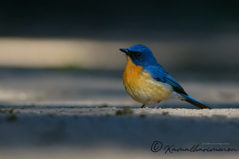 Tickell's-Blue-Flycatcher-(Cyornis-tickelliae)08.jpg