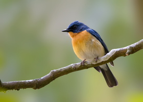 Tickell's-Blue-Flycatcher-(Cyornis-tickelliae)09