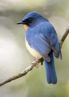 Tickell's-Blue-Flycatcher-(Cyornis-tickelliae)12