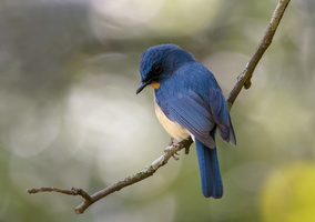 Tickell's-Blue-Flycatcher-(Cyornis-tickelliae)11