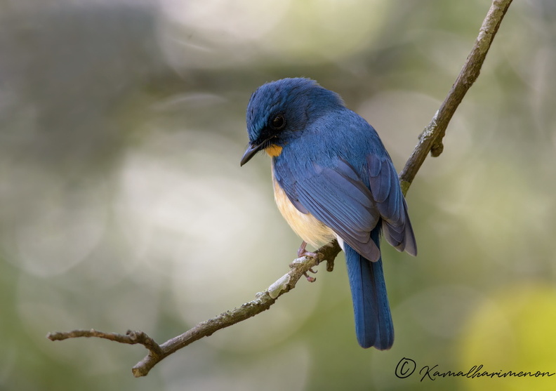Tickell's-Blue-Flycatcher-(Cyornis-tickelliae)11.jpg