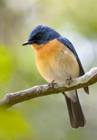 Tickell's-Blue-Flycatcher-(Cyornis-tickelliae)10