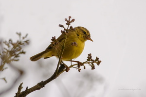 Tickell's-Leaf-warbler-(Phylloscopus-affinis)01