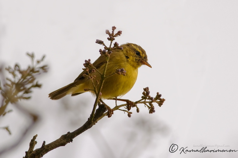 Tickell's-Leaf-warbler-(Phylloscopus-affinis)01.jpg