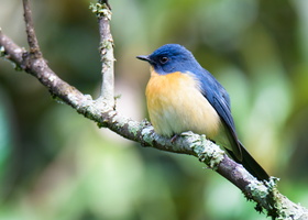 Tickell's-Blue-Flycatcher-(Cyornis-tickelliae)15