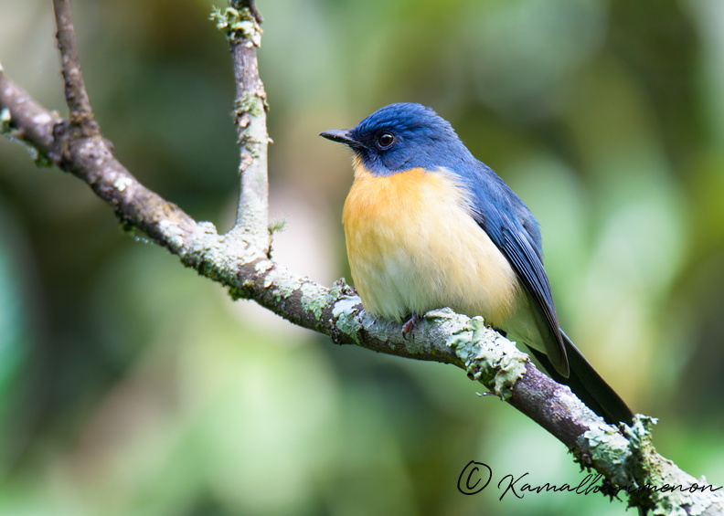 Tickell's-Blue-Flycatcher-(Cyornis-tickelliae)15.jpg