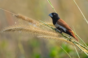 Tricoloured-munia-(Lonchura-malacca)