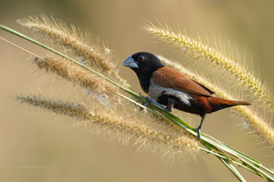 Tricoloured-munia-(Lonchura-malacca)01
