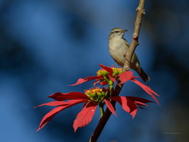 Tytler's-leaf-warbler-(Phylloscopus-tytleri)