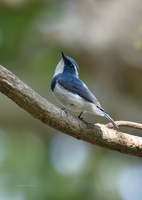 Ultramarine-flycatcher(Ficedula-superciliaris)