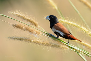 Tricoloured-munia-(Lonchura-malacca)02