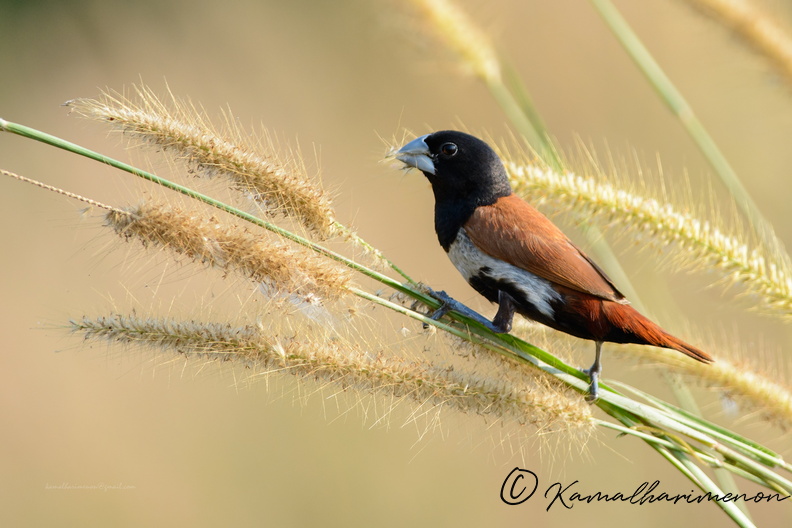 Tricoloured-munia-(Lonchura-malacca)02.jpg