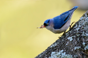 Velvet-fronted-Nuthatch-(Sitta-frontalis)