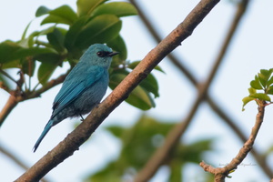 Verditer-Flycatcher-(Eumyias-thalassinus)02
