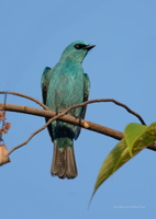 Verditer-Flycatcher-(Eumyias-thalassinus)