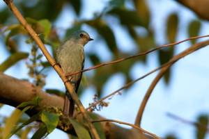 Verditer-Flycatcher-(Eumyias-thalassinus)01