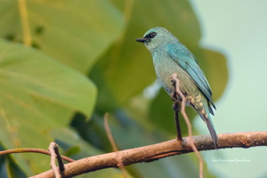 Verditer-Flycatcher-(Eumyias-thalassinus)03